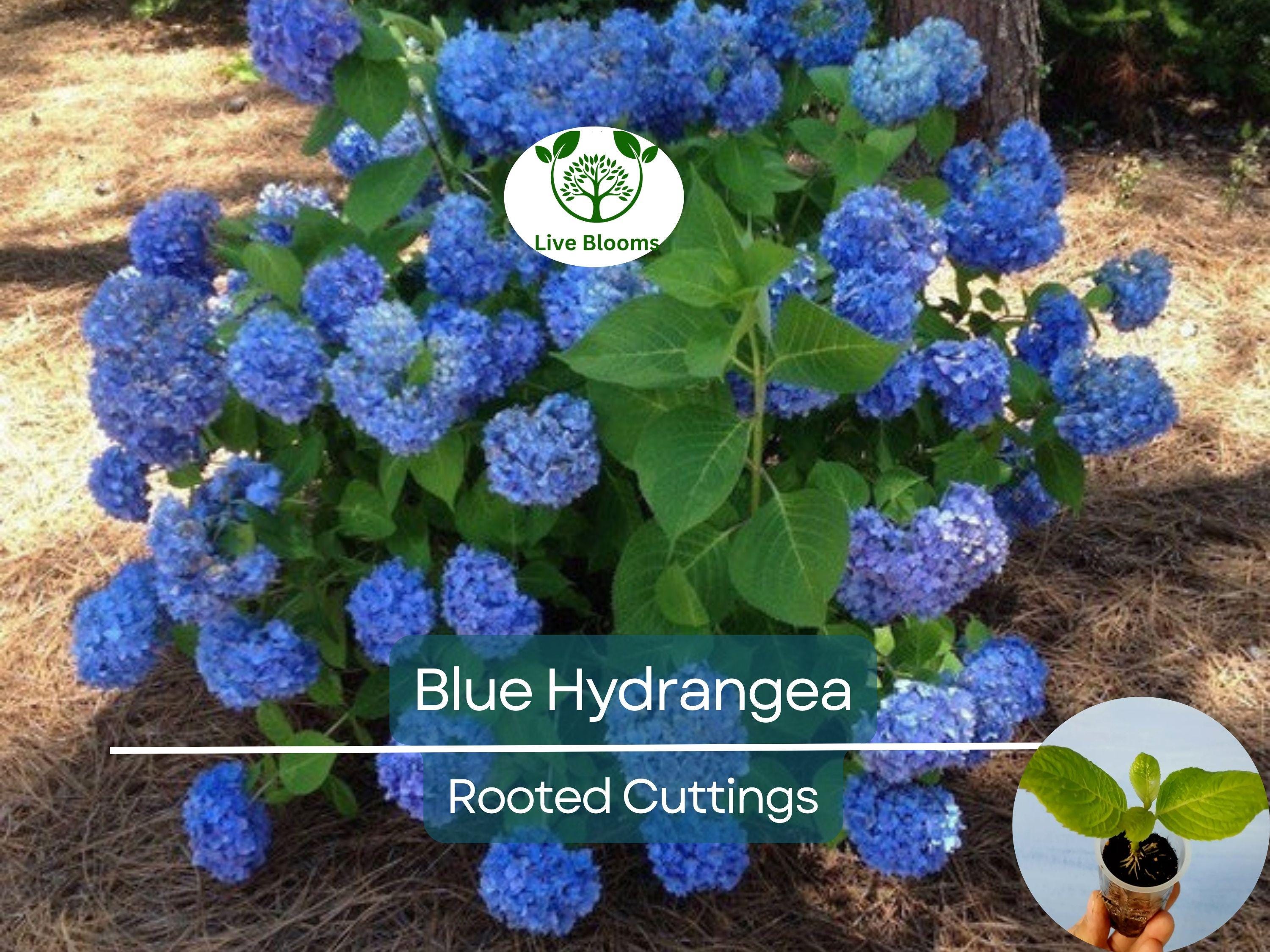 1 Blue Hydrangea Plant (Hydrangea macrophylla) 3-8" Tall, Fully Rooted Cutting, Live Garden Shrub, Beautiful Flowers, Indoor/Outdoor Plant