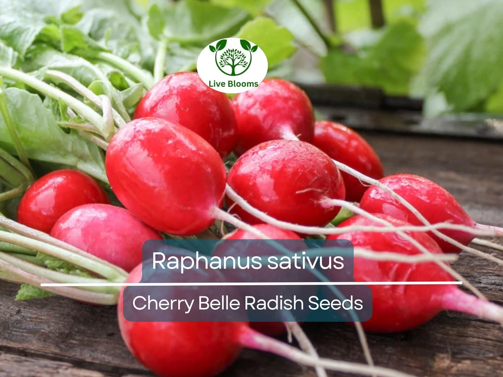 80 Seeds Radish Cherry Belle – Raphanus sativus | Fast-Growing Heirloom Radish Seeds for Planting, Gardening & Crisp Red Harvests
