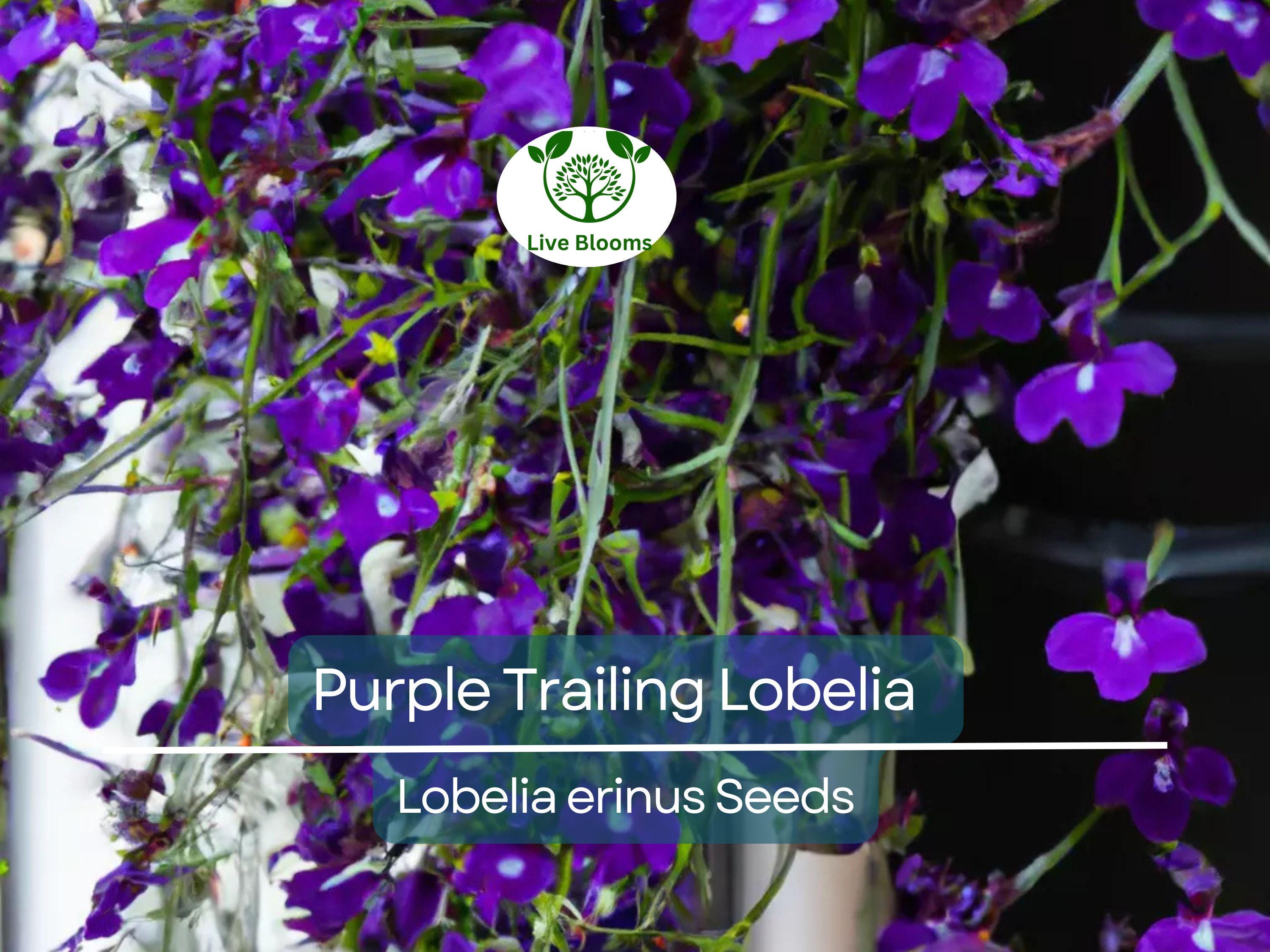 600 Purple Trailing Lobelia Seeds | Ground Cover, Hanging Basket, Annual Flower | Beautiful Cascading Blooms, Low Maintenance, Easy Grow