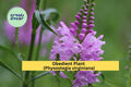 Obedient Plant Live Bare Roots – 30 Pack, Physostegia virginiana, Hardy Perennial Pink-Purple Flowers for Garden Borders & Pollinator Beds