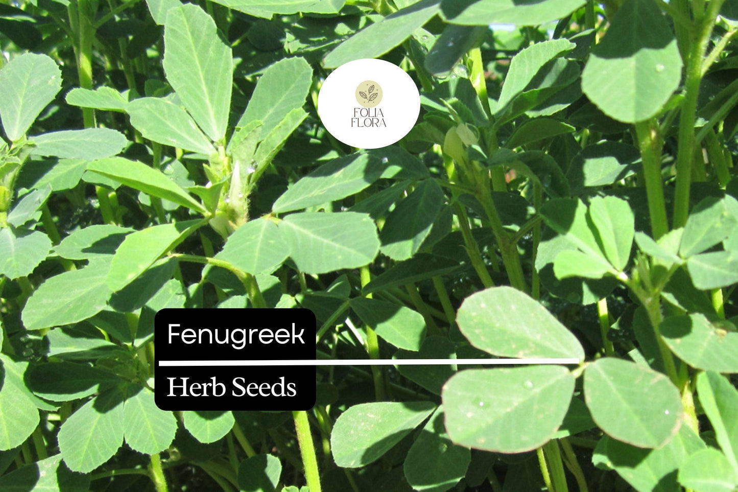 100 Fenugreek Herb Seeds – Trigonella foenum-graecum – Aromatic Culinary Herb, Fast-Growing, Non-GMO, Easy to Grow