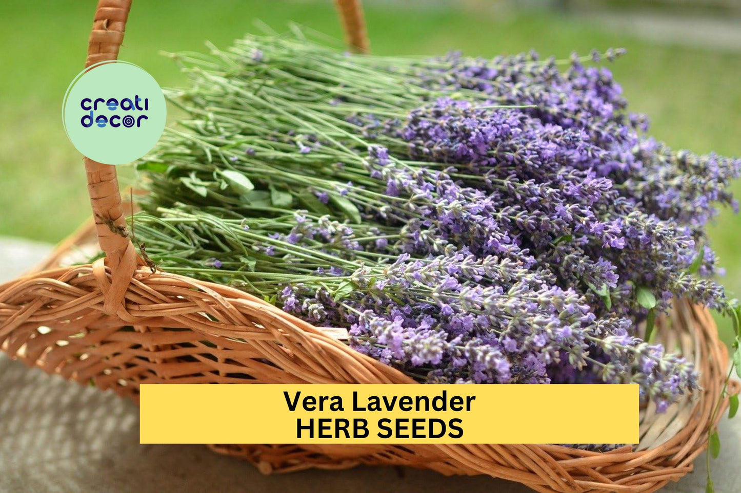 3pcs of 100mg Vera Lavender Seeds – Fragrant Herb for Garden Borders, Pollinator Gardens, and Aromatic Landscaping