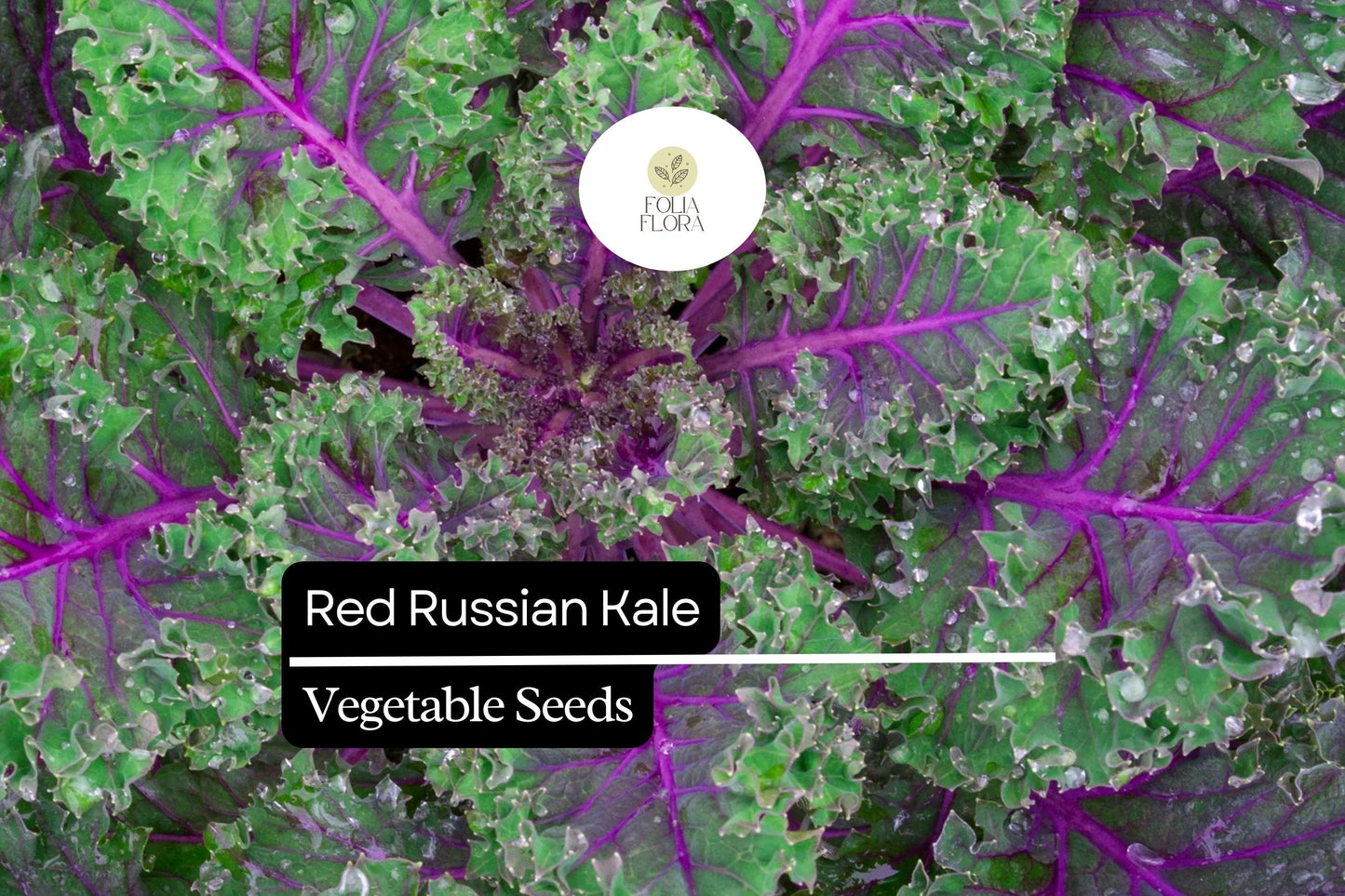 500 Red Russian Kale Seeds – Brassica napus – Heirloom, Tender & Sweet, Cold-Hardy, Fast-Growing