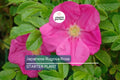 Japanese Rugosa Rose Starter Plant | Live Bare Root 6"-12" | Hardy, Fragrant Rose for Zones 5-10 | Salt-Tolerant with Pink Flowers