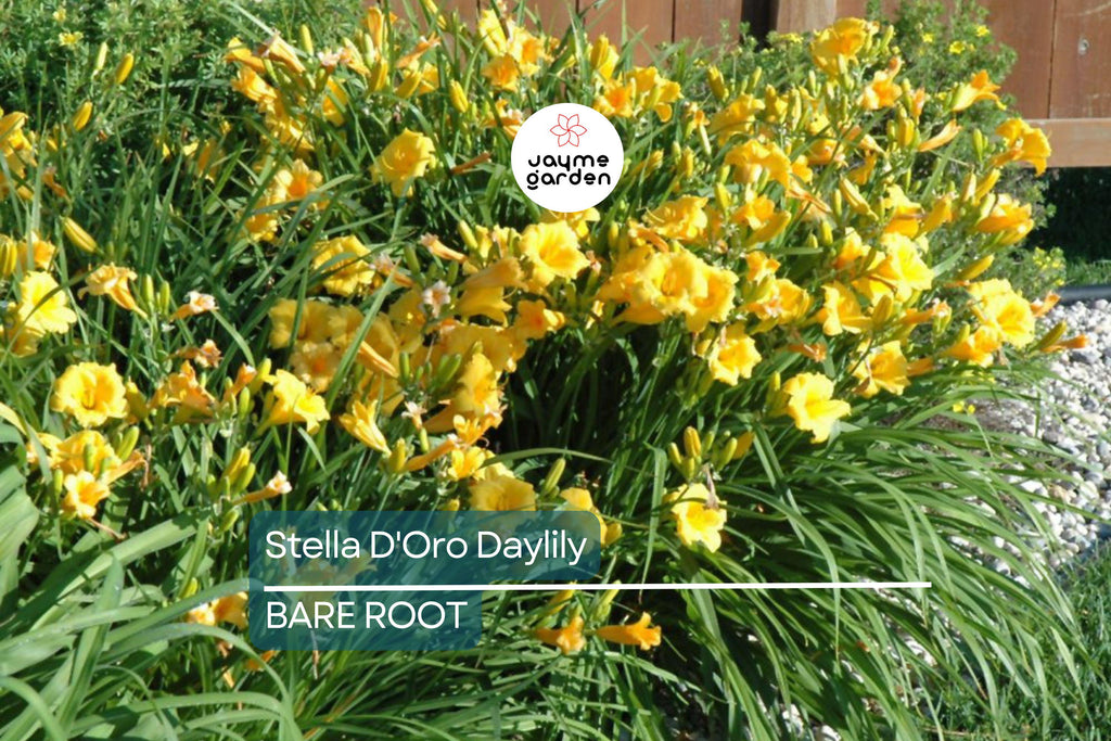 5 Stella D'Oro Daylily Bare Root Plants – Mini Border Lily, Cold Hardy Perennial, Everblooming, Bright Gold Flowers