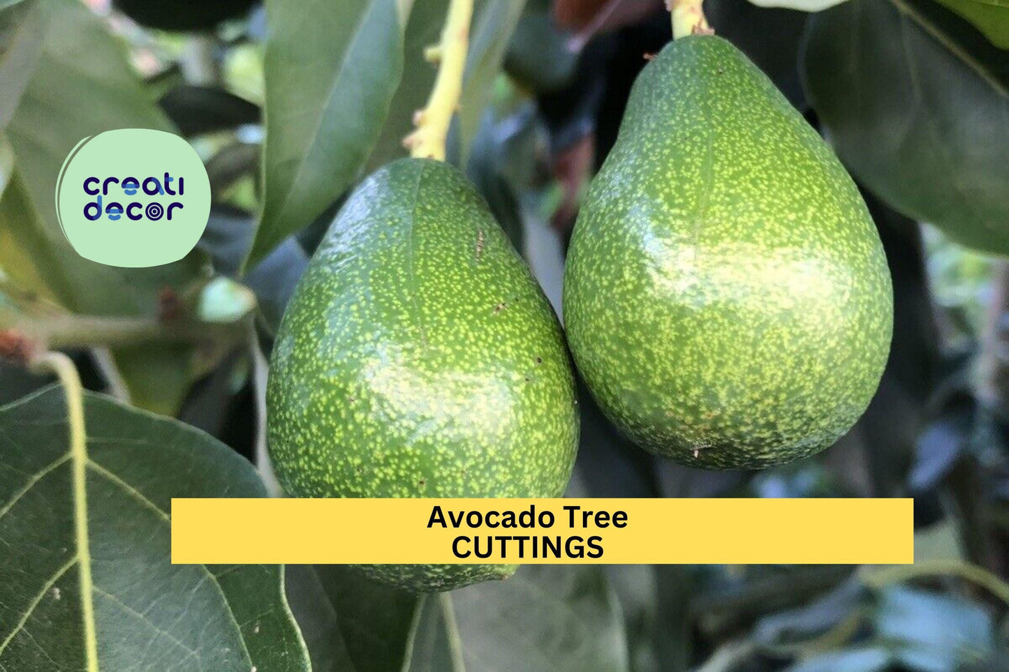 3 Zutano Avocado Tree Cuttings – Persea americana | Unrooted 6–10” Scions for Grafting or Propagation in Zones 9–11 Gardens or Greenhouses