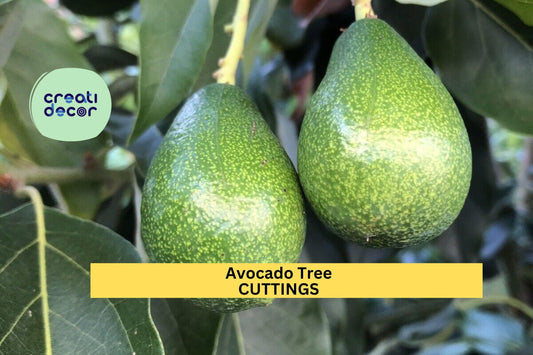 3 Zutano Avocado Tree Cuttings – Persea americana | Unrooted 6–10” Scions for Grafting or Propagation in Zones 9–11 Gardens or Greenhouses