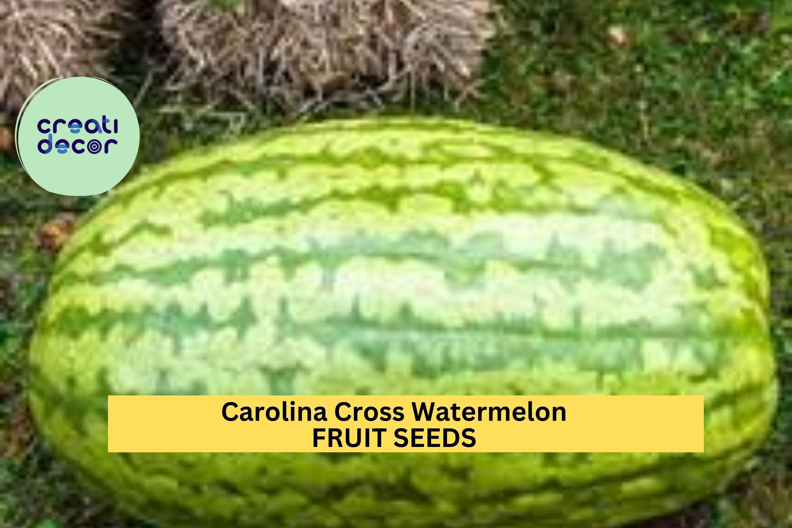 Carolina Cross Watermelon Seeds – 50+ Giant Fruit Seeds – Heirloom Variety for Sweet Pink Flesh & High-Yield Garden Harvest – USA