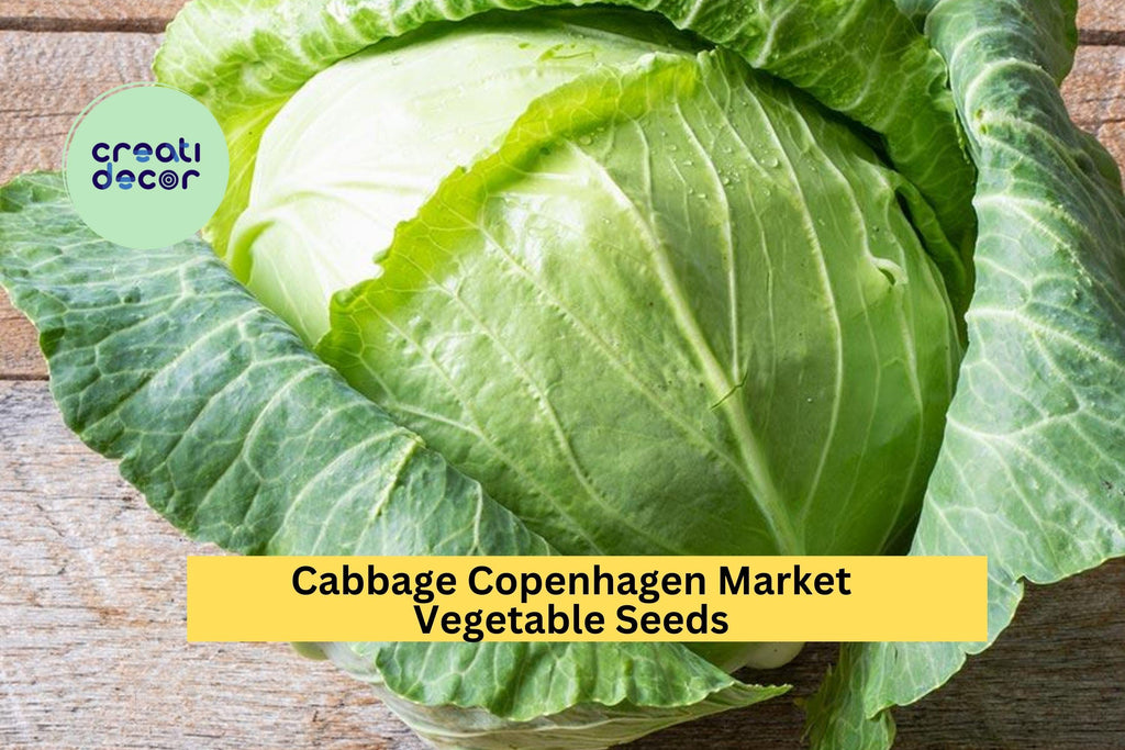 3pcs x 1g Copenhagen Market Cabbage Seeds – Heirloom Green Heads for Raised Beds, Garden Rows, or Containers Seeds for Planting