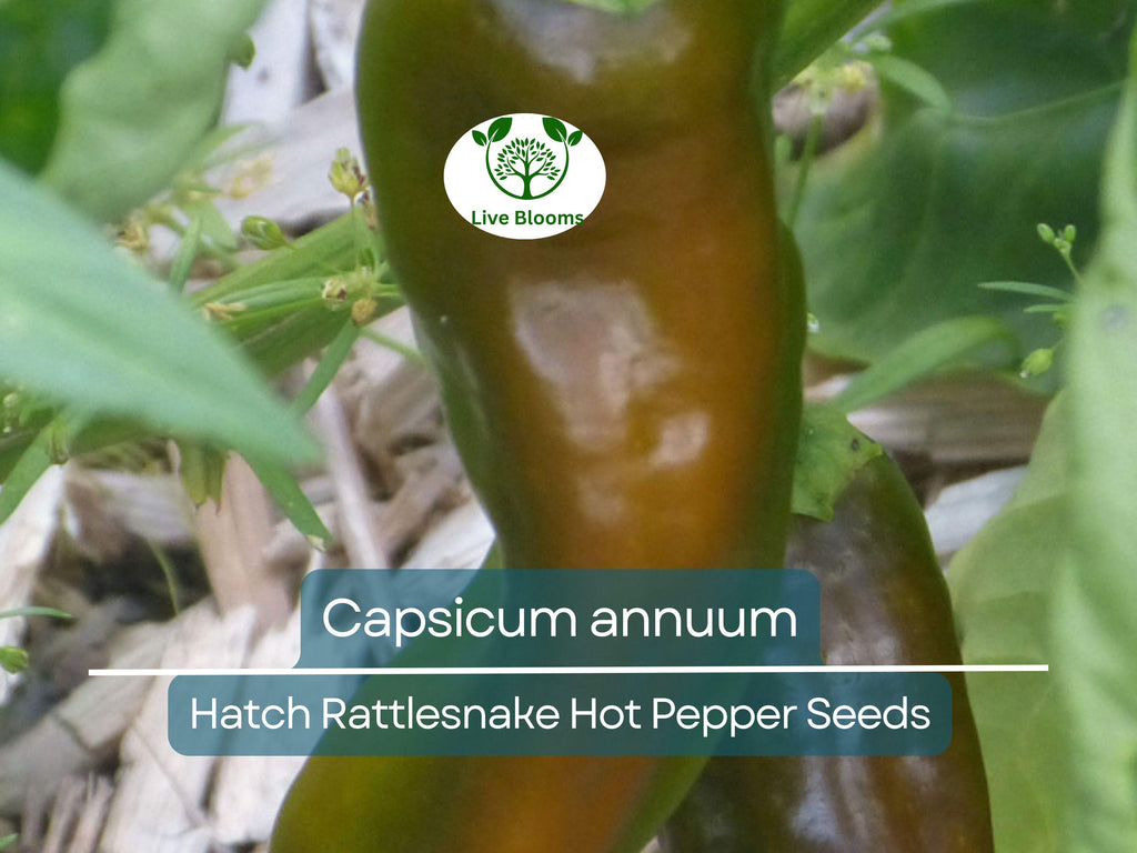 250 mg Seeds Hatch Rattlesnake Hot Pepper – Capsicum annuum | Heirloom Chili for Planting, Gardening & Bold Spicy Flavor
