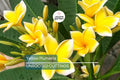 Yellow Plumeria Fresh Starter Cutting 10" Unrooted, Frangipani, Flowering, Tropical Perennial, Medium Sun, Hawaii Grown