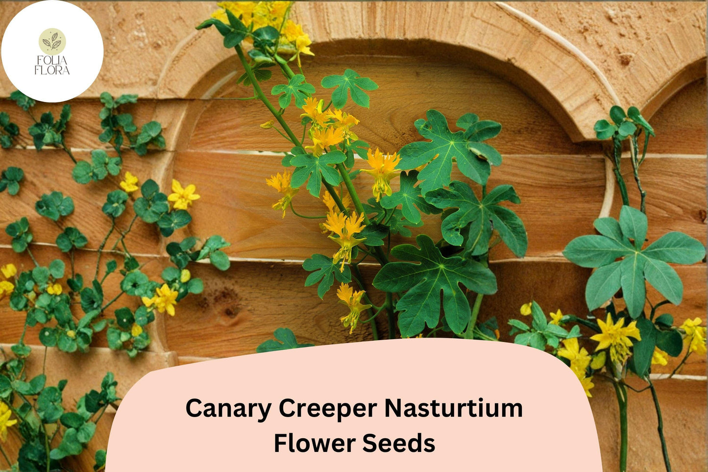 50+ Canary Creeper Nasturtium Seeds | Tropaeolum peregrinum | Yellow Climbing Vine Flower
