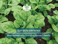 1 Gram Seeds Spinach Bloomsdale Long Standing – Spinacia oleracea | Heirloom Vegetable Seeds for Planting & Gardening