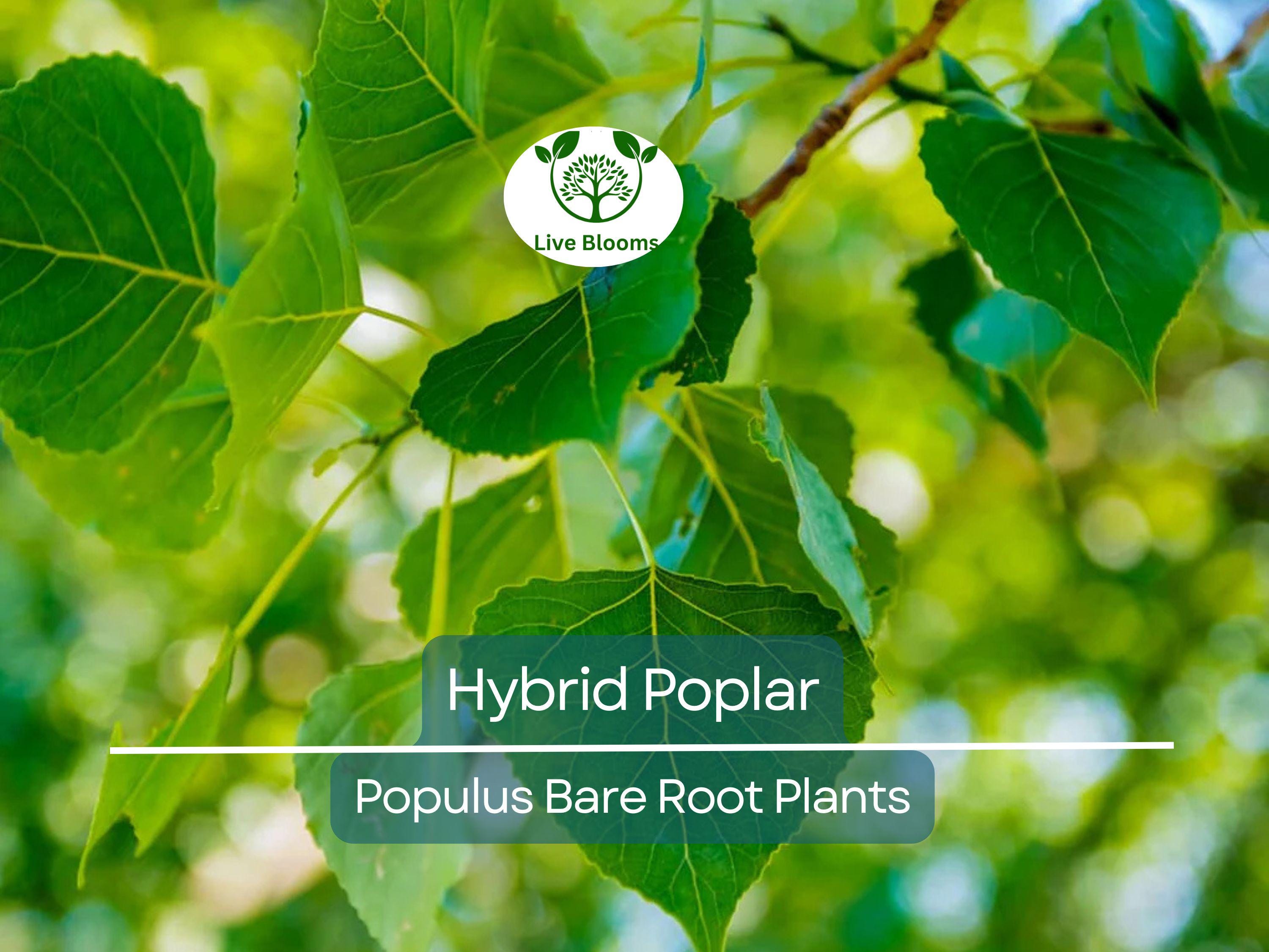 1 Hybrid Poplar Tree – Cottonless Fast-Growing Shade Tree – Live Bare Root Plant – Tall Privacy & Windbreak Tree (Populus spp.)