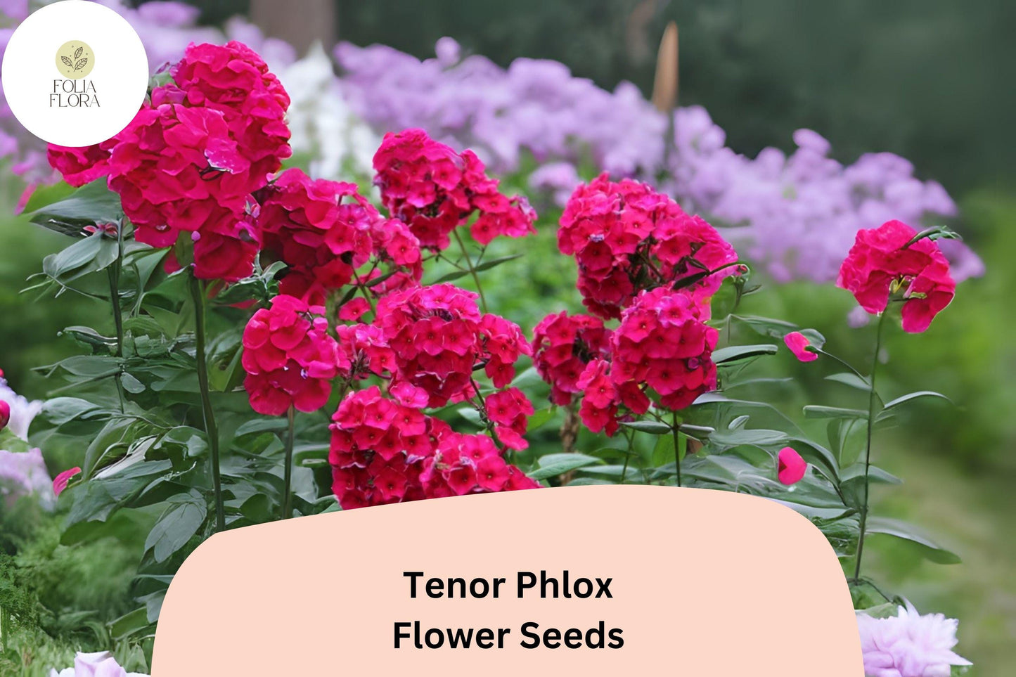 100+ Tenor Phlox Seeds – Bright Red Summer Garden Flowers, Phlox paniculata