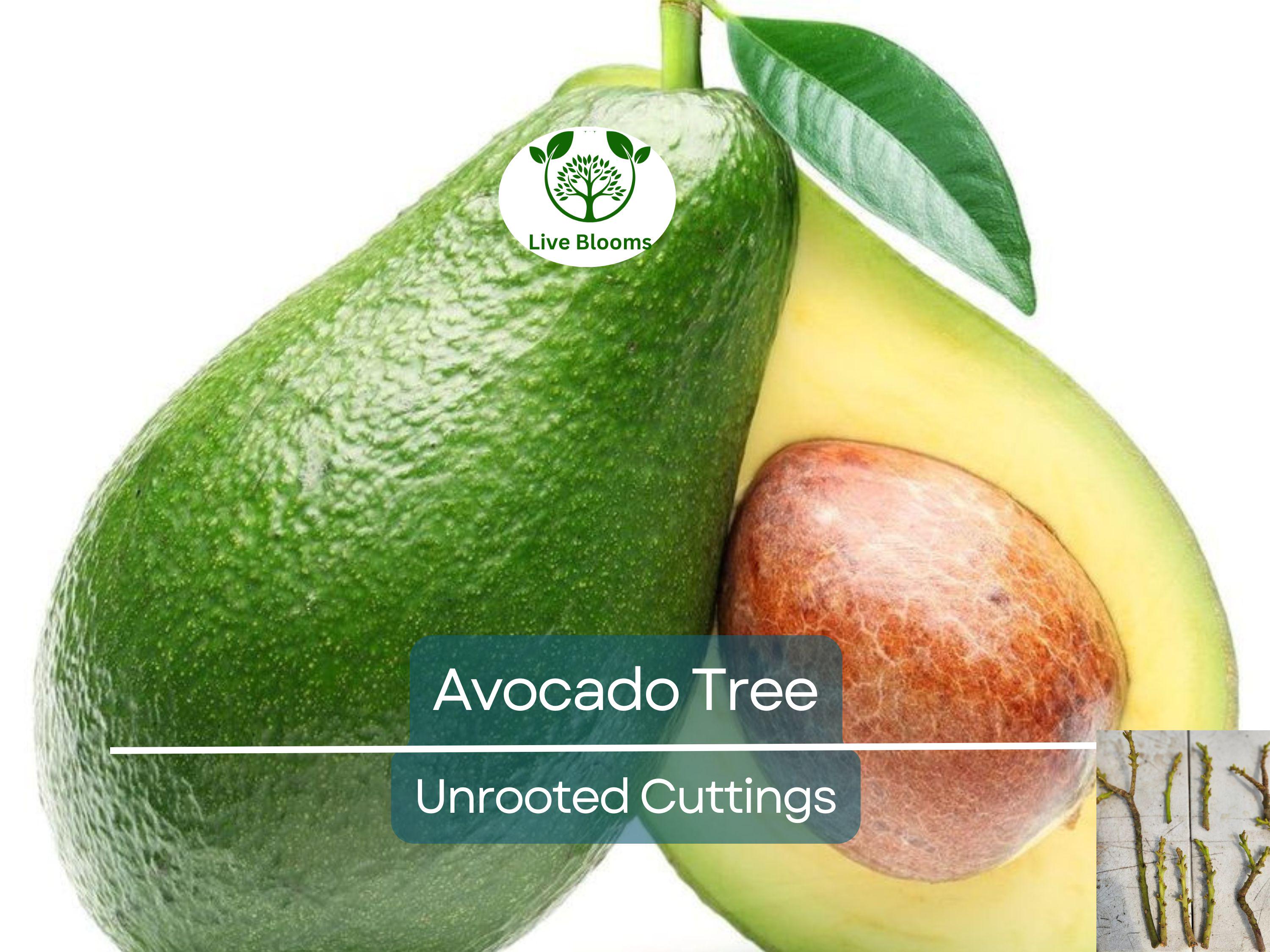 3 Avocado Unrooted Cuttings for Grafting 4"-7" | Persea americana | Fresh Avocado Tree Propagation | High-Quality Grafting Cuttings