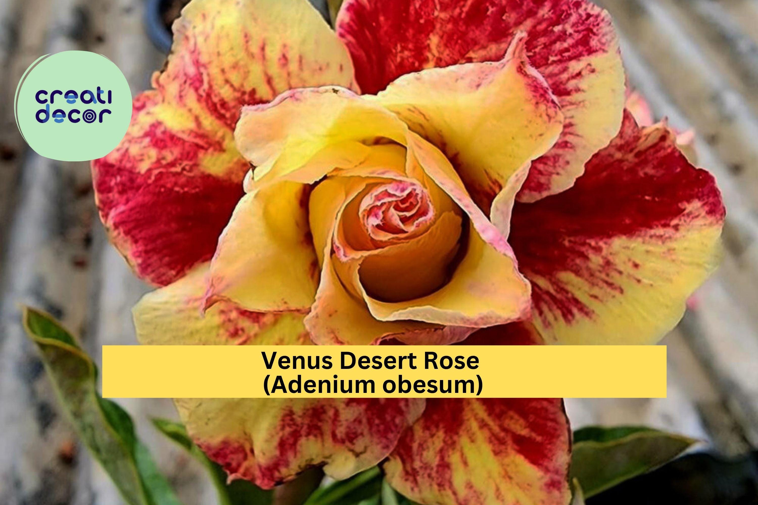 Venus Desert Rose (Adenium obesum) – 4–6" Live Rooted Seedling, Mini Succulent Tree with Swollen Trunk, Exotic Ornamental Houseplant