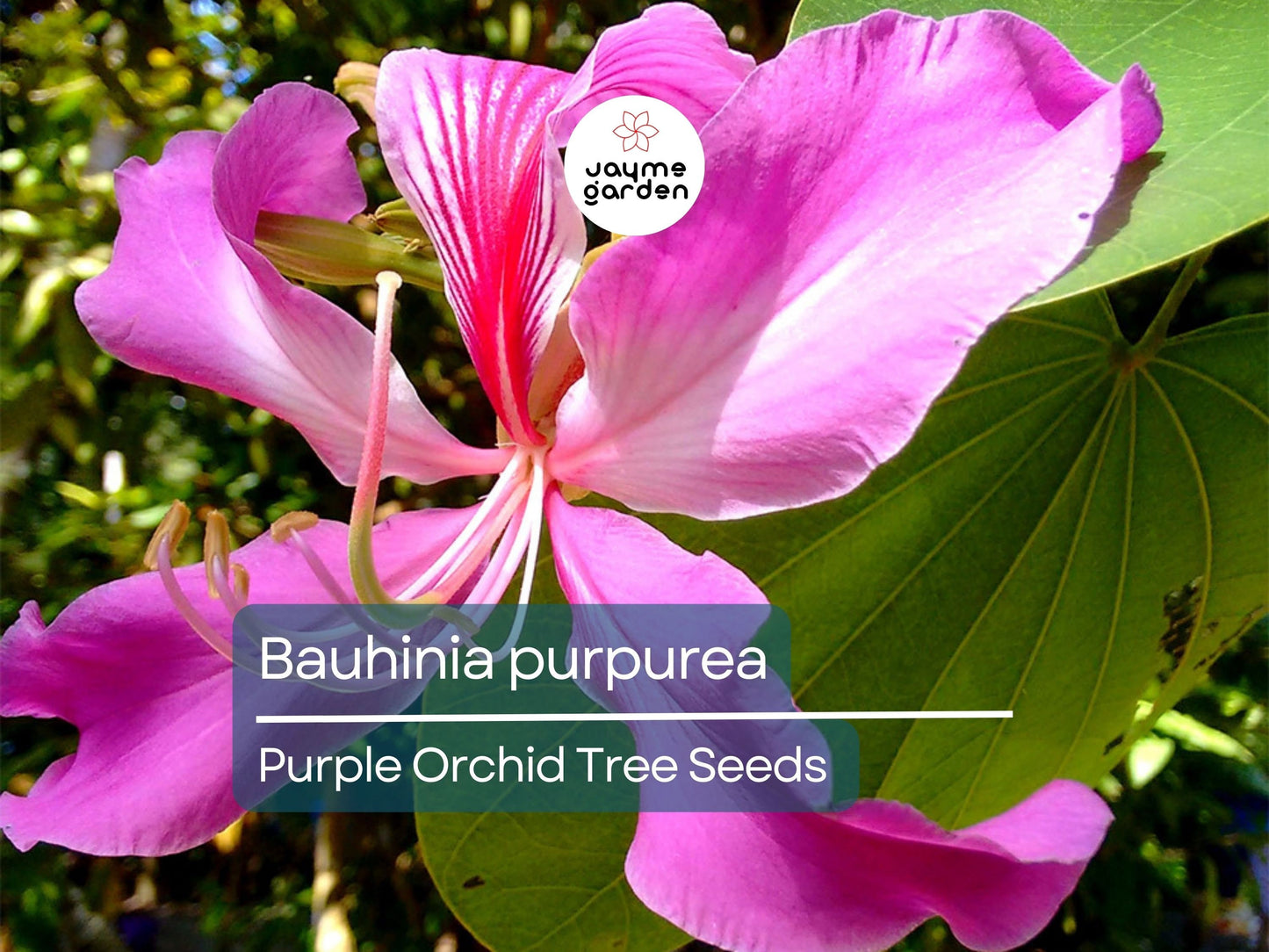 10 Seeds Bauhinia Purpurea for Planting | Orchid Tree Seeds | Purple Camel's Foot Flower Seeds | Fast Growing Ornamental Flowering Tree
