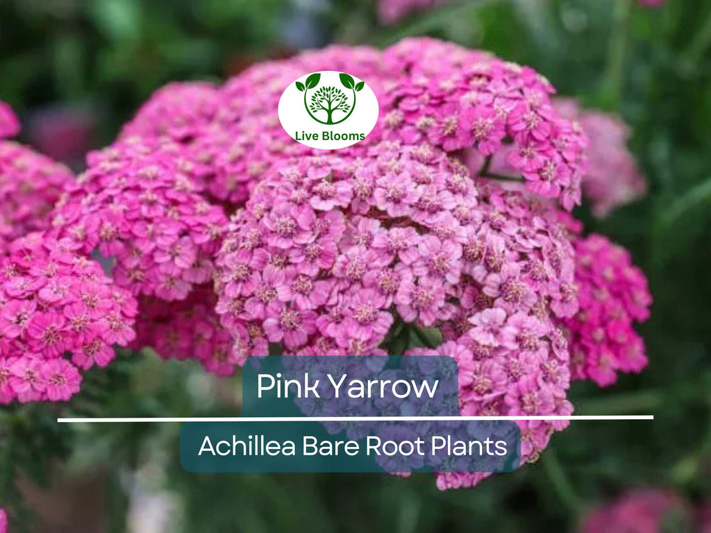 12 Pink Yarrow Plants - Achillea millefolium Bare Root - Hardy Perennial, Herb, Pollinator Friendly, Drought Tolerant