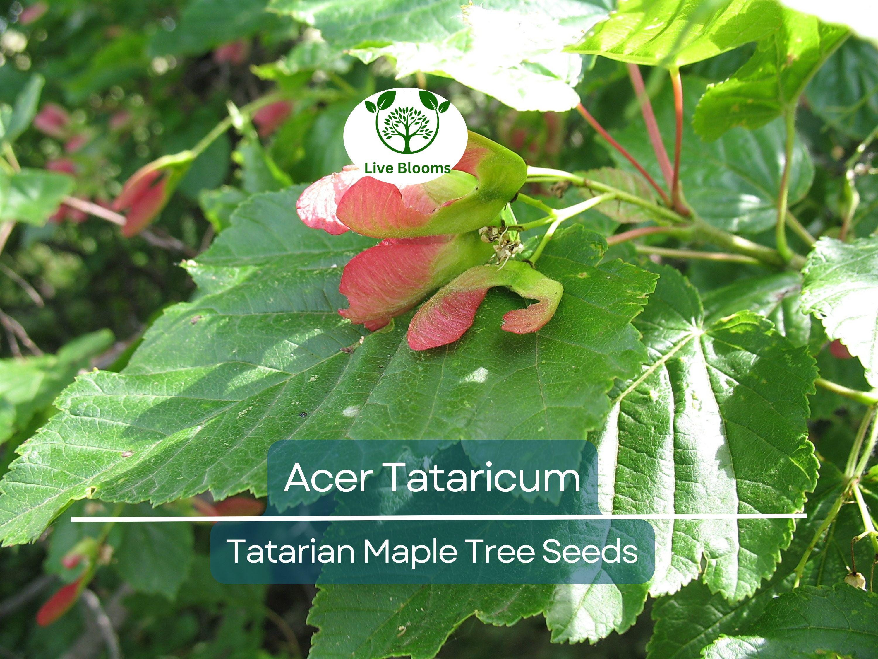 10 Seeds Acer Tataricum (Tatarian Maple) for Planting - Hardy Tree for Landscaping, Shade, & Gardens - Unique, Fast-Growing Tree Seeds