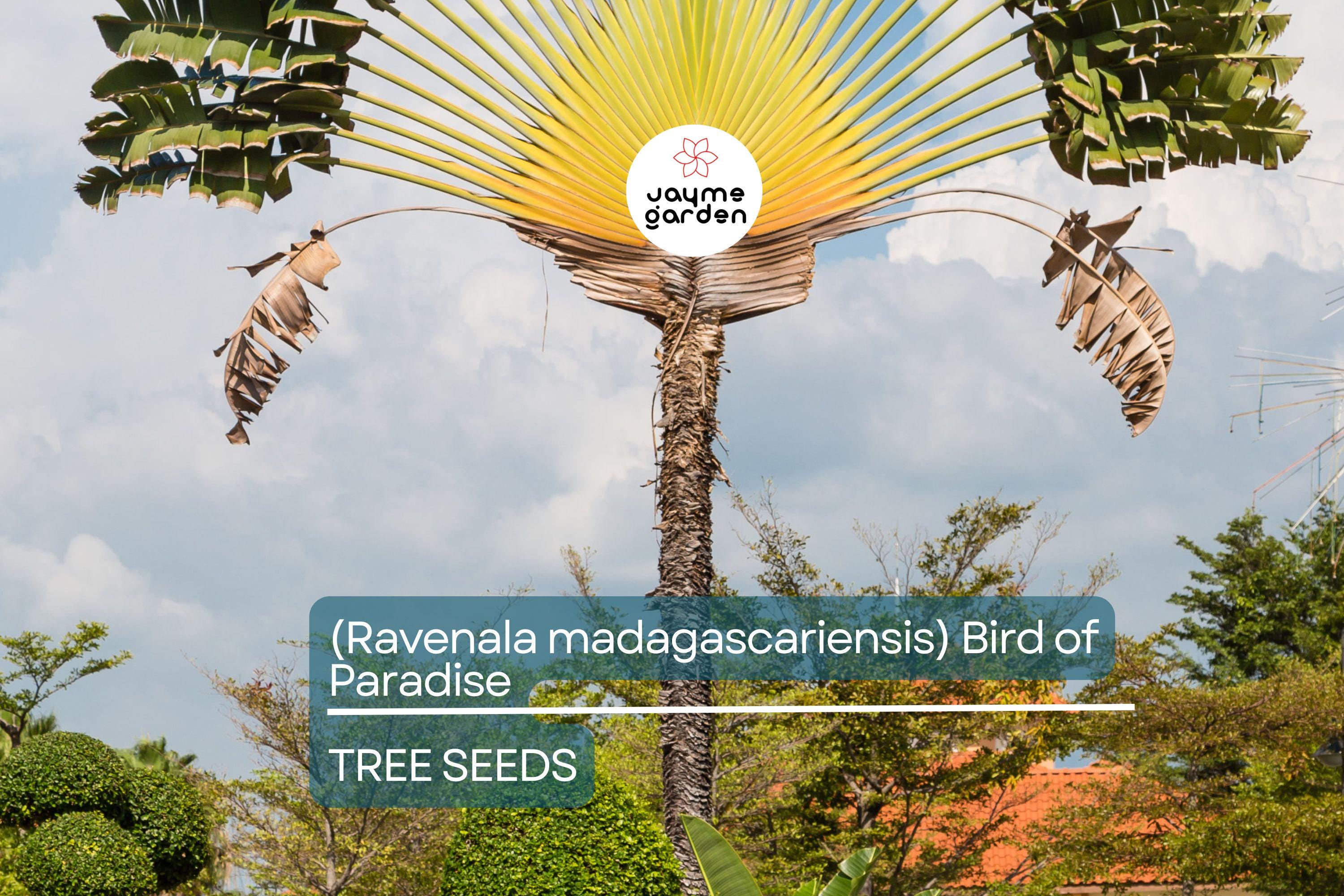 5 Traveler’s Palm Tree Seeds – Ravenala madagascariensis, Bird of Paradise, Tropical Fan-Shaped Evergreen
