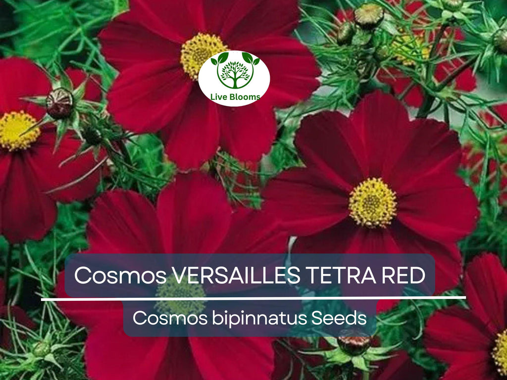 50 Cosmos VERSAILLES TETRA Red Seeds - Vibrant Flowers, Attracts Pollinators & Butterflies, Non-GMO, Easy to Grow - Cosmos bipinnatus
