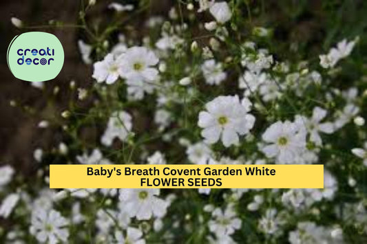 3pcs of 300mg Baby’s Breath Covent Garden White Seeds – Gypsophila Elegant Flower Seeds for Bouquets & Gardens Seeds for Planting
