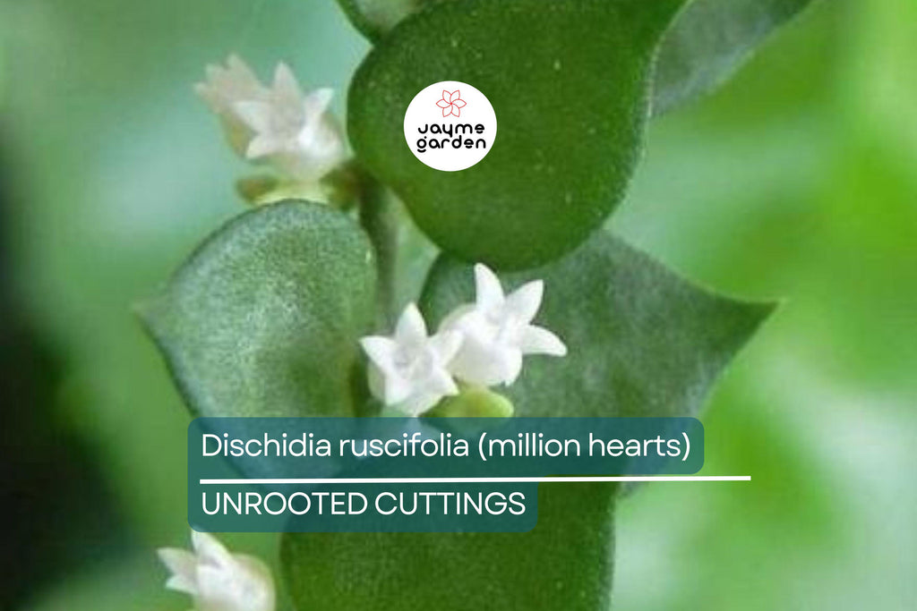 Dischidia ruscifolia | Million Hearts Cutting | Unique Indoor Plant | Easy-Care Hanging Vine | 1 Unrooted Cutting