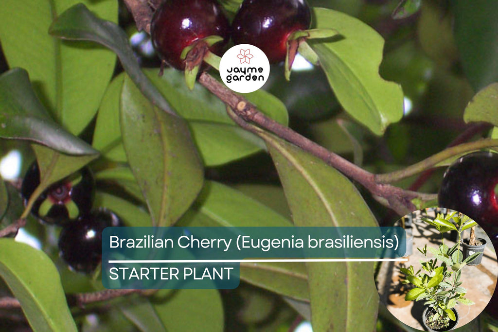 1 Grumichama Tree (Eugenia brasiliensis) 1-2' Starter | Brazilian Cherry with Sweet-Tart Fruit, Perfect for Tropical Gardens