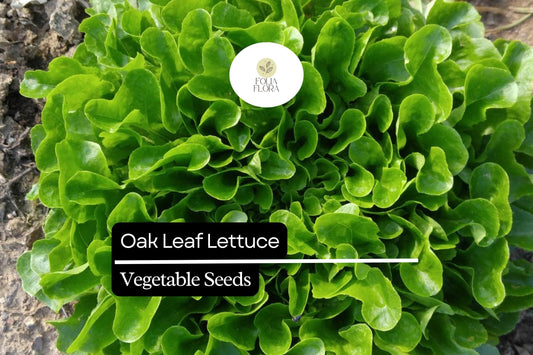 1000 Oak Leaf Lettuce Seeds – Lactuca sativa – Heirloom Loose-Leaf, Tender Texture, Sweet Flavor, Non-GMO, Fast-Growing, Heat-Tolerant