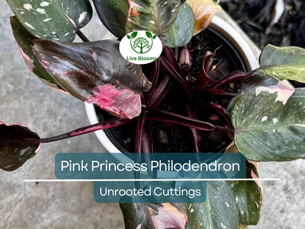 1 Pink Princess Philodendron Plant Unrooted Cutting, Rare Variegated, Philodendron "Pink Princess", Houseplant, Unique Pink & Green Foliage
