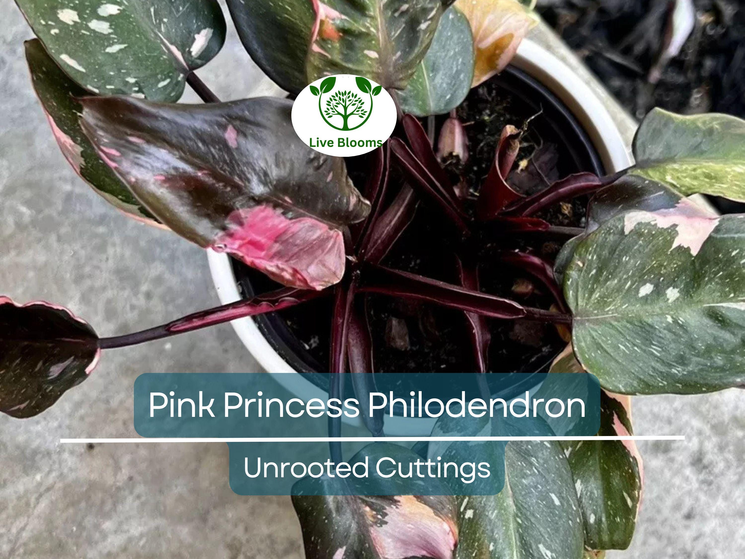 1 Pink Princess Philodendron Plant Unrooted Cutting, Rare Variegated, Philodendron "Pink Princess", Houseplant, Unique Pink & Green Foliage