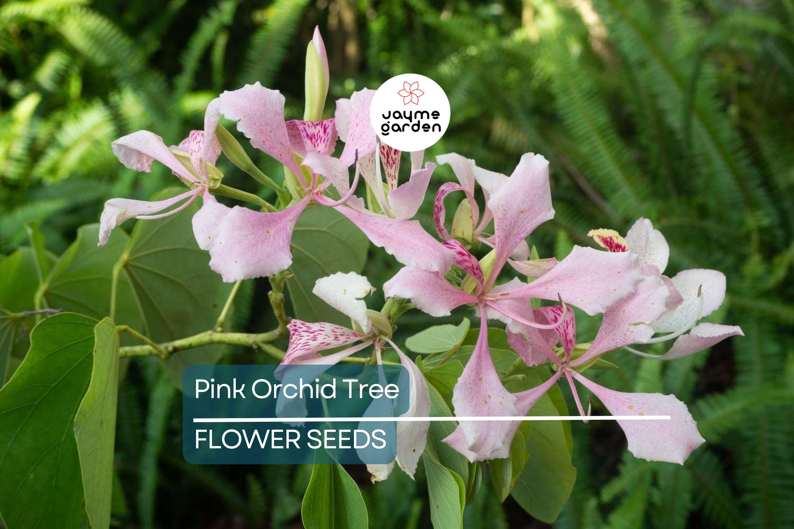 20 Pink Orchid Tree Seeds - Bauhinia monandra, Tropical Butterfly Flower, Rare, Zones 10-12, Attracts Bees & Butterflies, Fast Growing