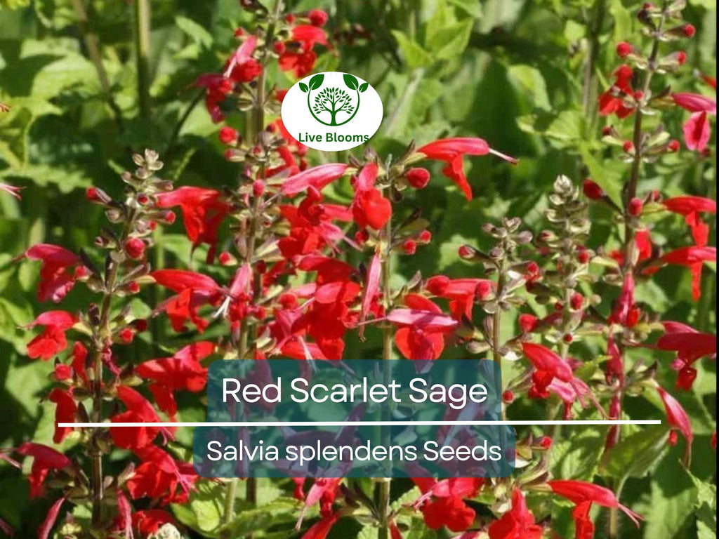 500 Seeds Red Scarlet Sage Salvia, Hummingbird Flowers, Non-GMO Annual & Perennial, Vibrant Garden Plants, Easy to Grow