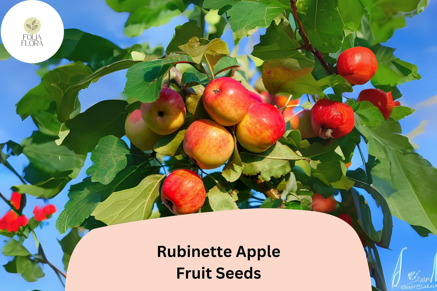 25+ Rubinette Apple Seeds | Malus domestica | Rare Heirloom Apple Variety for Home Orchard Garden Planting