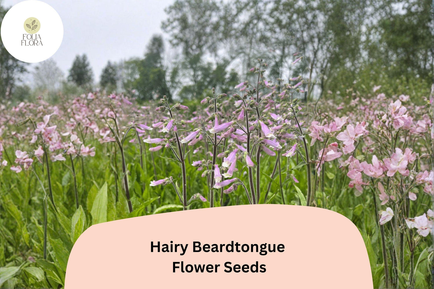 Hairy Beardtongue Seeds – 100 Penstemon hirsutus | Perennial Garden Plant for Pollinator & Meadow Gardens