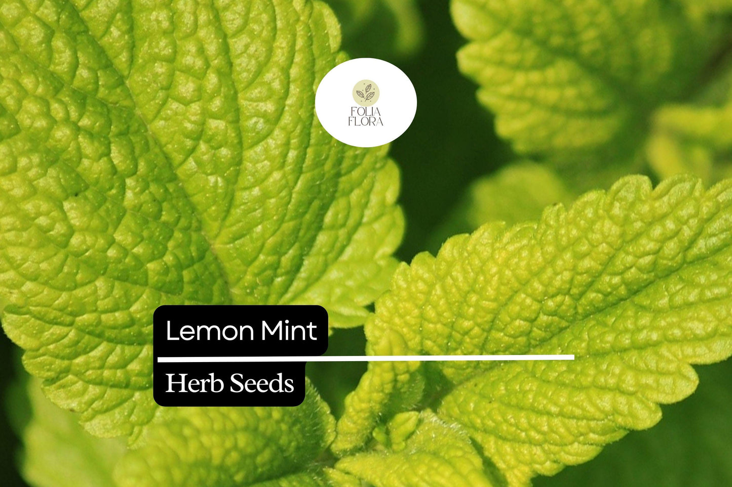 1000 Seeds Lemon Mint, Monarda Citriodora, Fragrant Herb for Teas, Culinary Use, and Pollinator Gardens