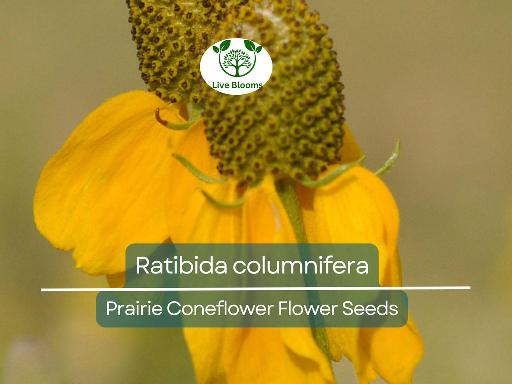 150 Seeds Prairie Coneflower (Ratibida columnifera) for Planting | Native Wildflower for Meadows, Pollinator Gardens & Landscapes