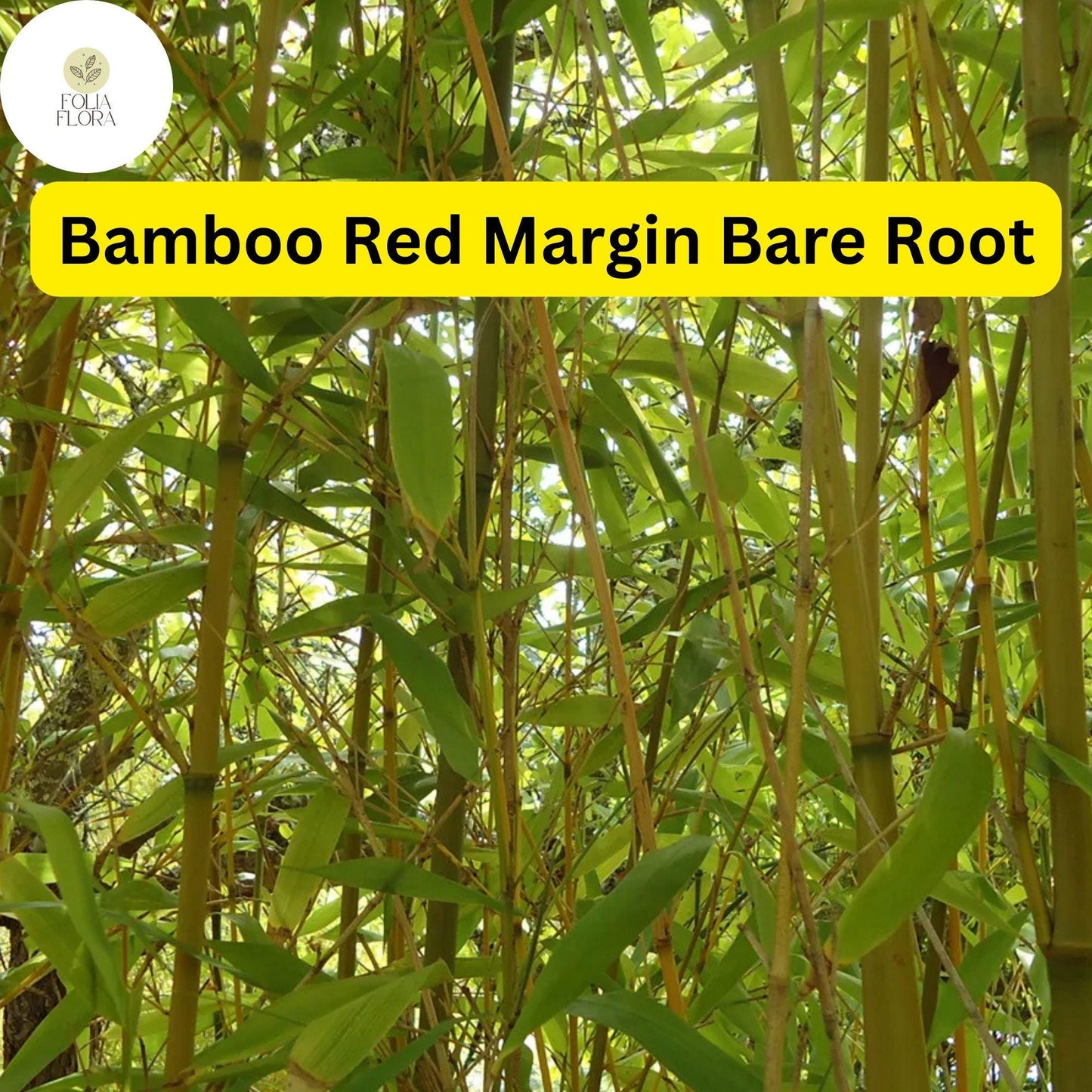 1 Live Bare Root Plant Bamboo Red Margin, Phyllostachys Rubromarginata, Hardy Fast-Growing Bamboo