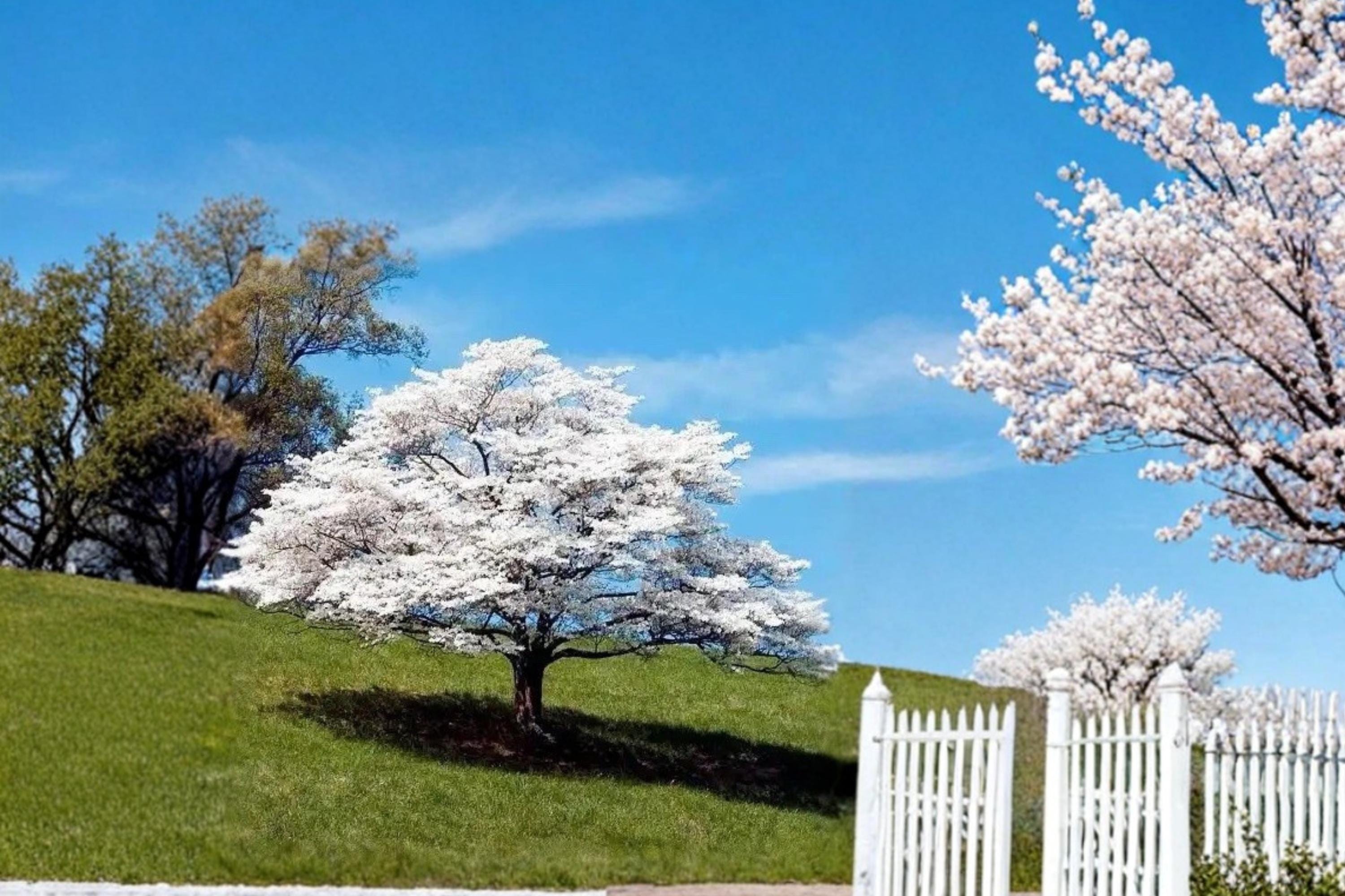 White Flowering Dogwood 2 Live Plants 2ft Tall (Cornus florida) Spring Bloom Tree