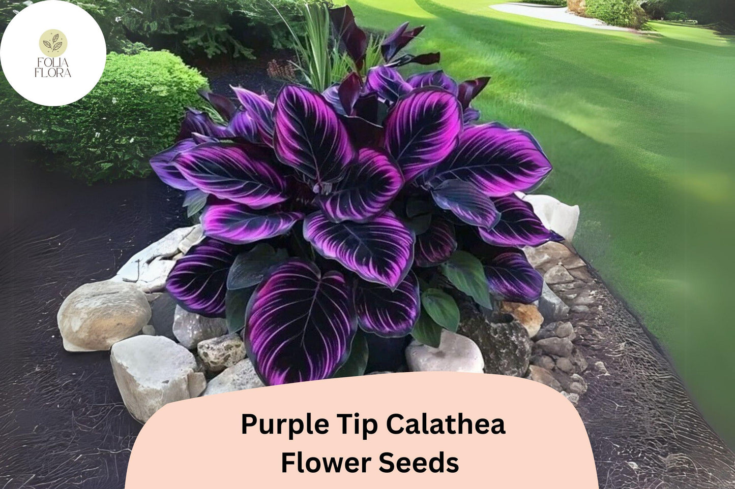 Purple Tip Calathea Seeds (Calathea sp.) | 25+ Seeds | Exotic Tropical Foliage for Indoor & Outdoor Gardens