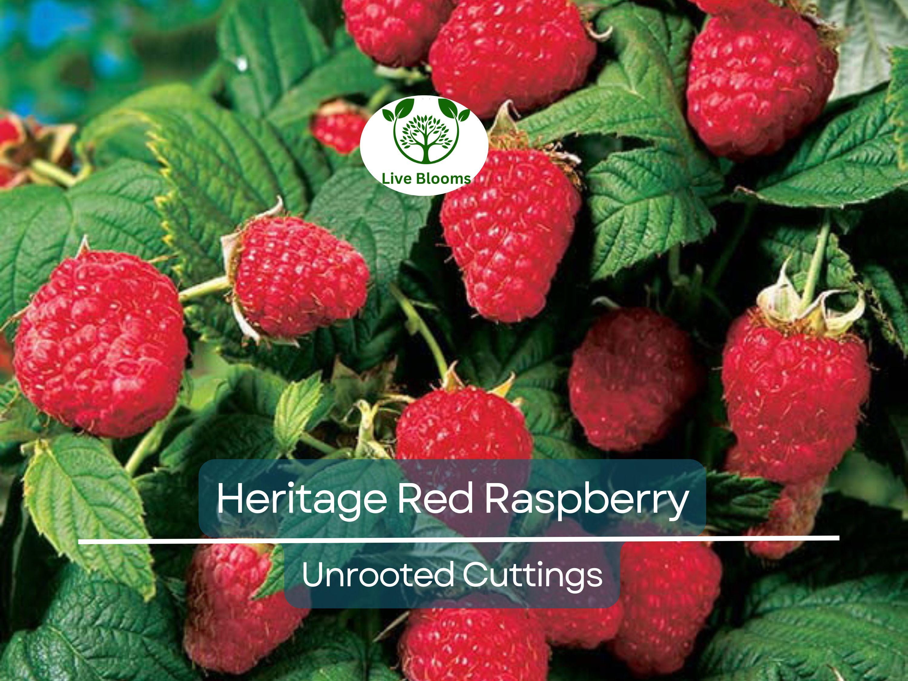 4 Red Raspberry Heritage Scion Cuttings - Rubus idaeus Unrooted 10-12” for Rooting or Grafting - High-Yield Berry Plants
