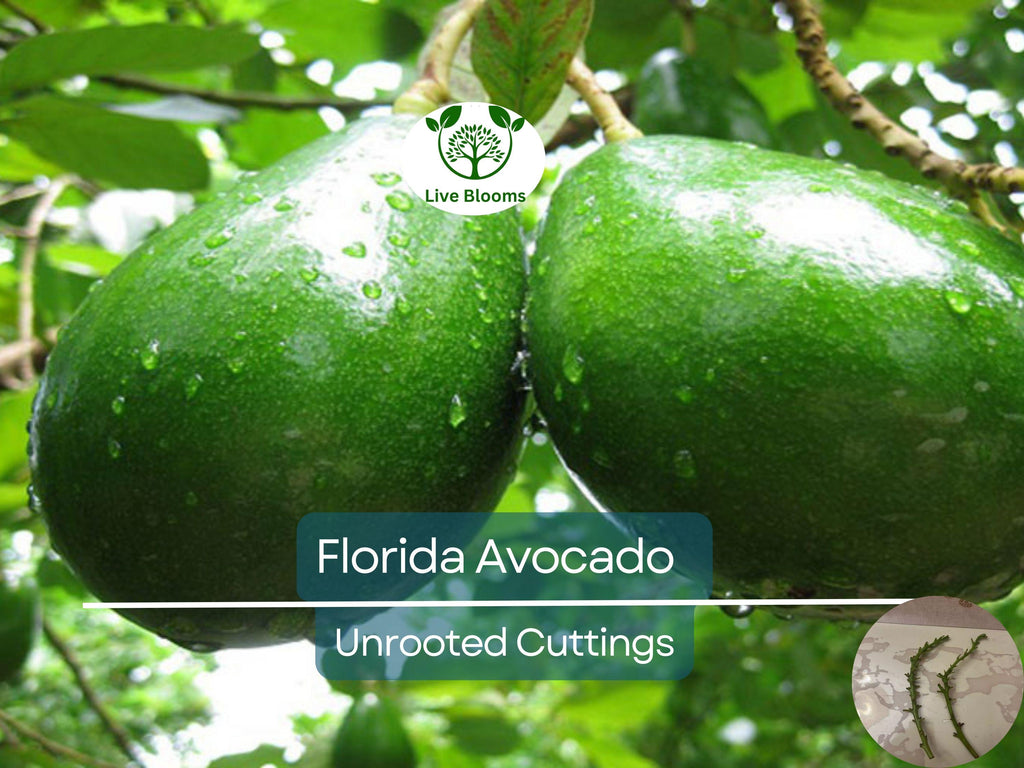 2 Full Florida Avocado Unrooted Cuttings for Grafting - Persea americana Choquet - Grows Huge Fruit - Perfect for Backyard Garden