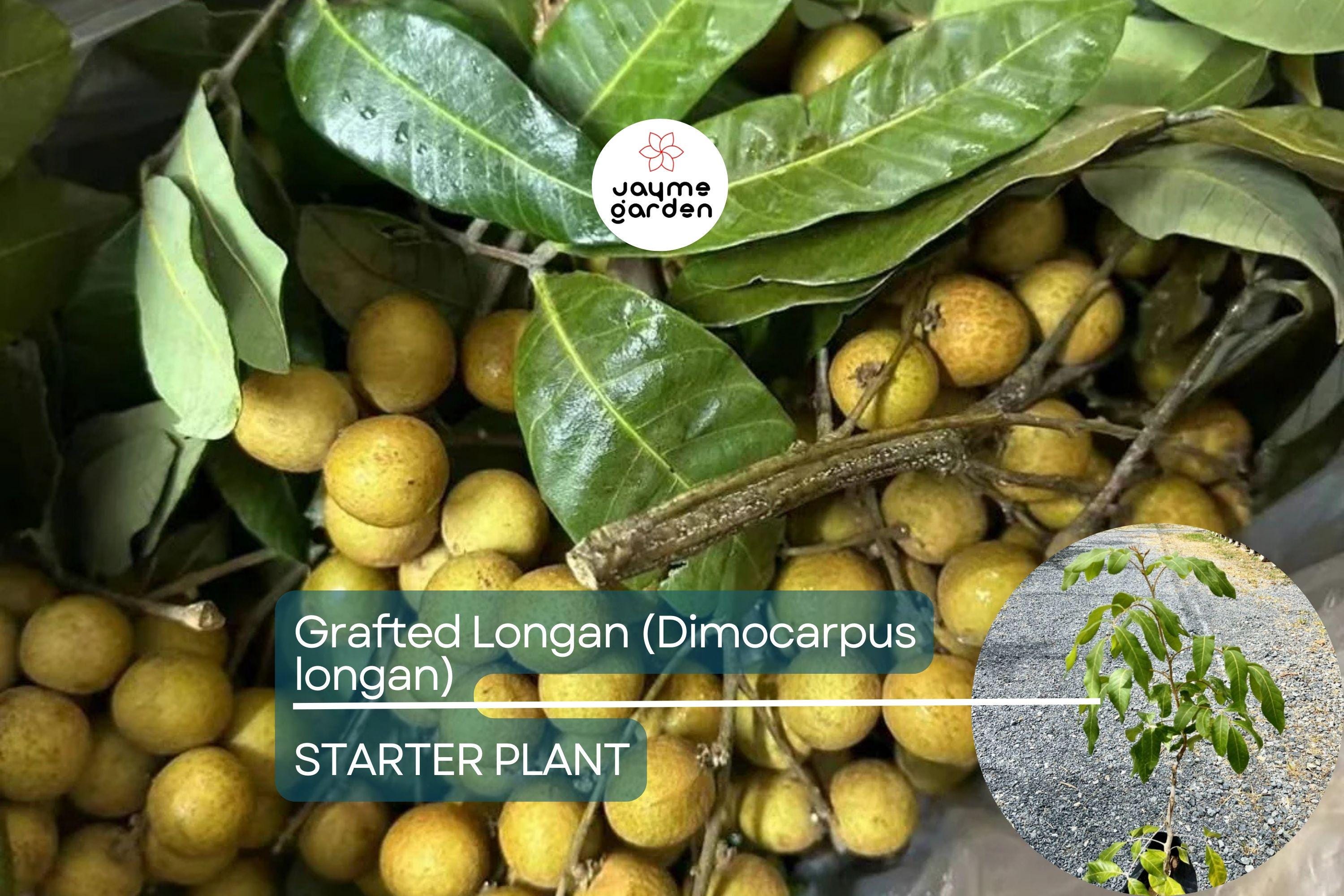 Grafted Longan Tree (Dimocarpus longan) Tropical Fruit Tree 12”-24” | Sweet, Juicy Dragon's Eye Fruit