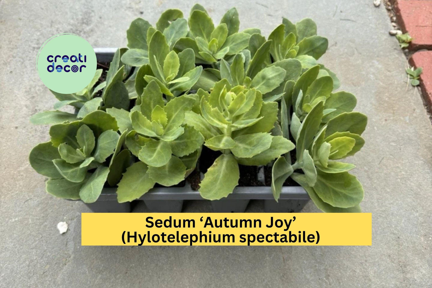6 Sedum ‘Autumn Joy’ – Live Bare Root Succulent Perennials with Pink Blooms, Hardy Drought-Tolerant Plants for Borders & Pollinator Gardens