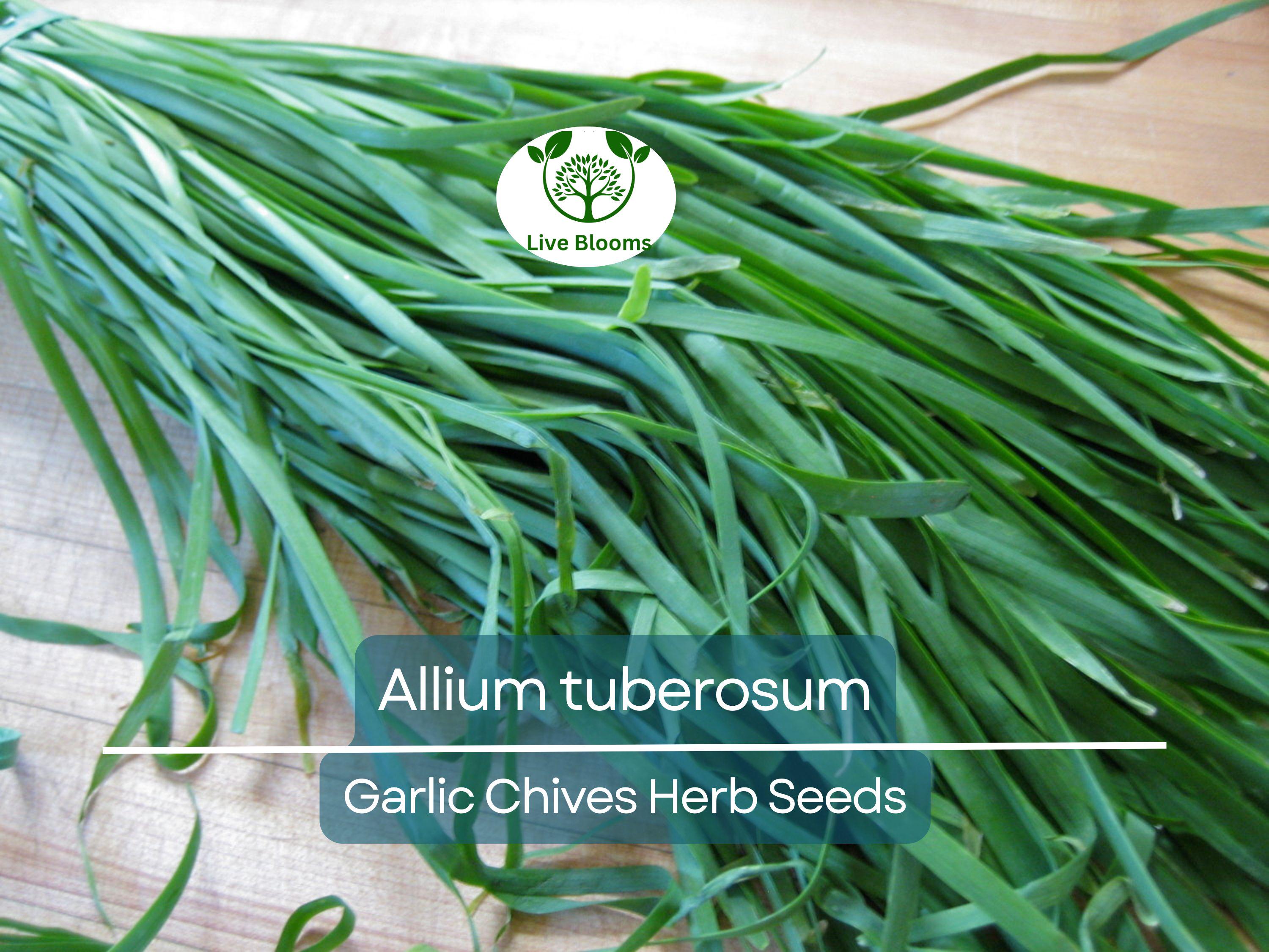 100 Garlic Chives Seeds for Planting - Allium tuberosum - Fresh, Aromatic Herb for Cooking, Garden, & Asian Dishes, Easy to Grow