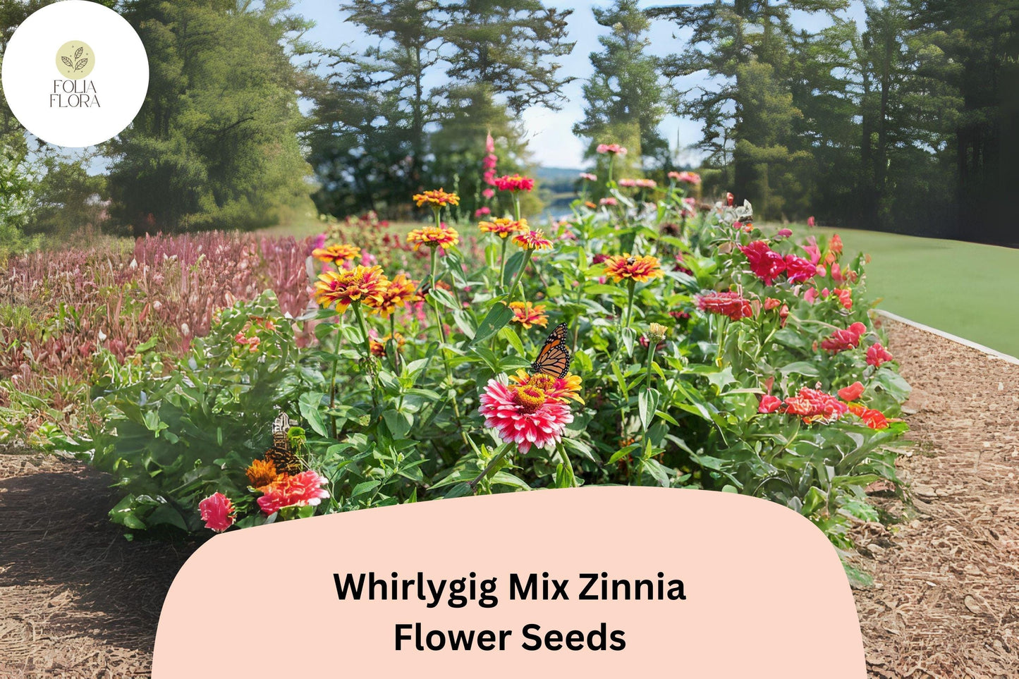 100+ Whirlygig Mix Zinnia Seeds – Bi-Color Blooms for Garden Borders & Cut Flower Arrangements