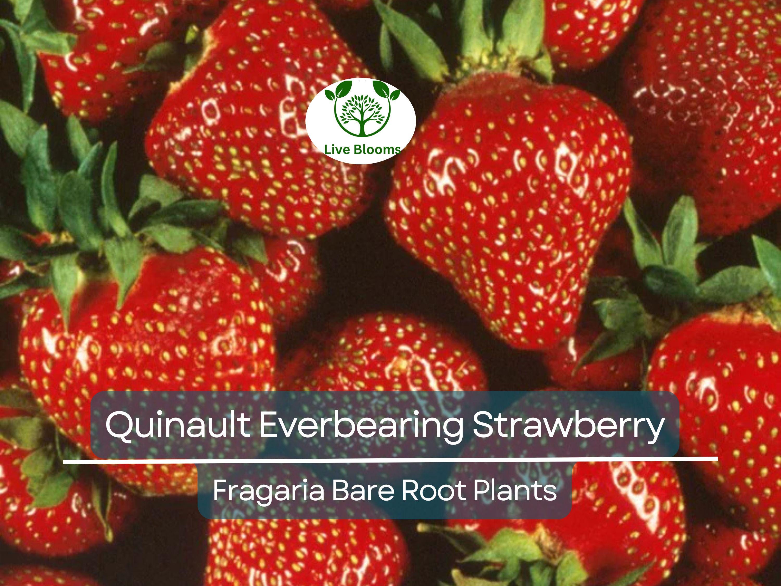 25 Quinault Everbearing Strawberry Plants - Bare Root - Fragaria × ananassa - Sweet, Juicy, Heirloom, Non-GMO, Easy to Grow