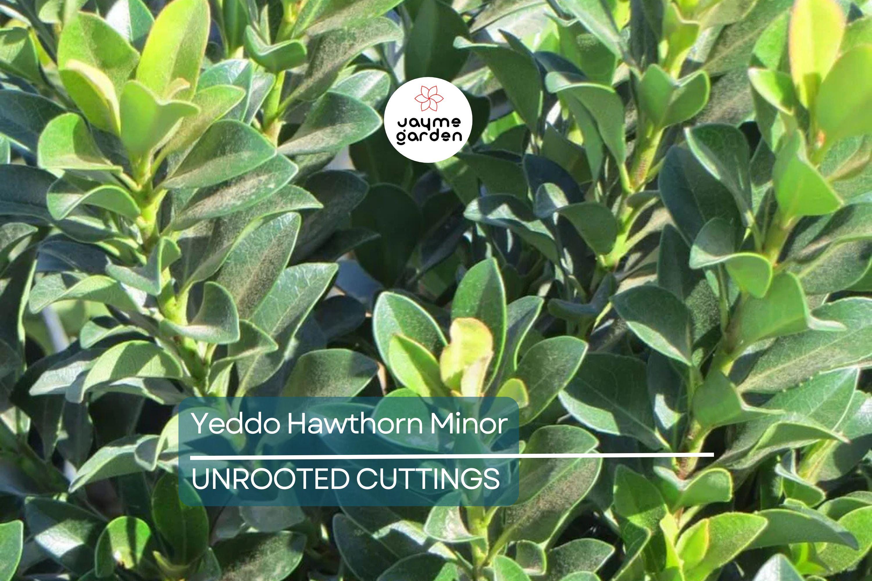 Super Rare Yeddo Hawthorn Minor - 5 Fresh Cuttings for Rooting or Grafting - Unique Ornamental Plant