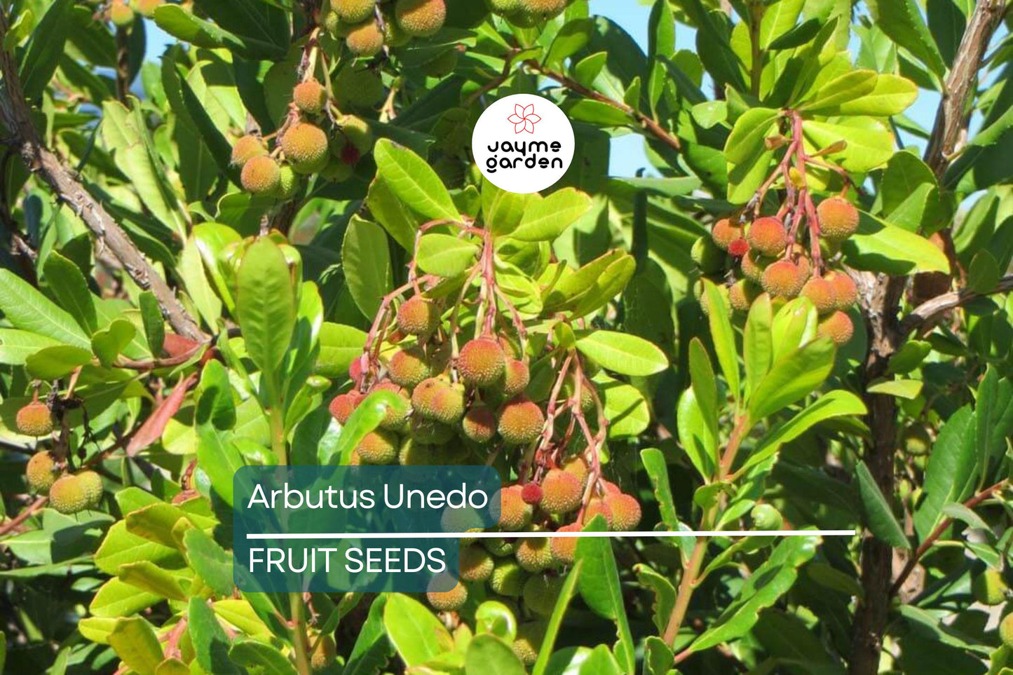 10 Strawberry Tree Seeds (Arbutus unedo) – Edible Red Berries, Four-Season Evergreen, USDA Zones 8-11, Compact Ornamental Shrub